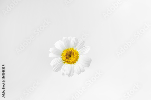Wallpaper Mural Beautiful chamomile flower bud on white background Torontodigital.ca
