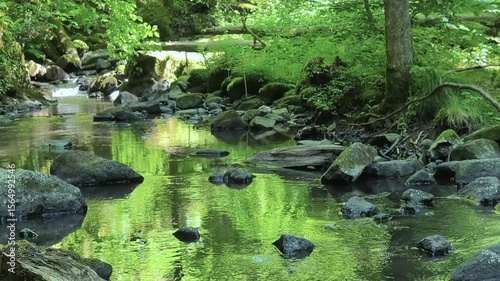 Gentle forest creek with clear water and moss-covered rocks, surrounded by lush green trees. Ideal for nature, relaxation, or environmental projects