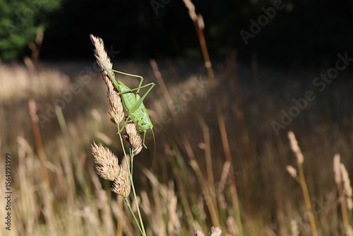 Young Female Great Green Bush-Cricket Resting on Grass – Side View