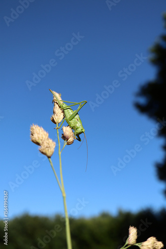 Portrait of Great Green Bush-Cricket with Sky Background