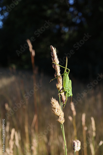 Female Bush-Cricket with Ovipositor – Rear View on Wild Grass