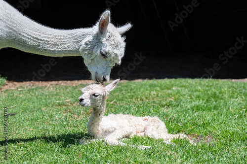 Alpaka schnuppert an Alpaka Baby