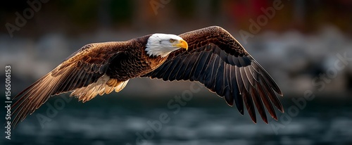 Majestic Bald Eagle in Flight (1)