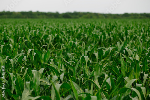 Close-up view of healthy green corn plants growing in a cultivated field. Early to mid growth stage of maize in a modern agricultural landscape.