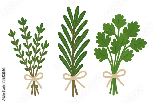Fresh culinary herbs vector illustration for kitchen decor and design projects