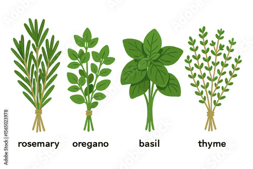 Herb plant collection vector illustration: rosemary, oregano, basil, thyme design for print or poster