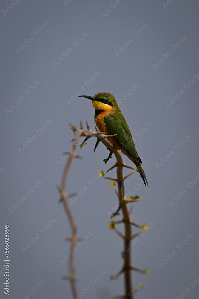 Fototapeta premium Little bee-eater on thorny branch watches camera