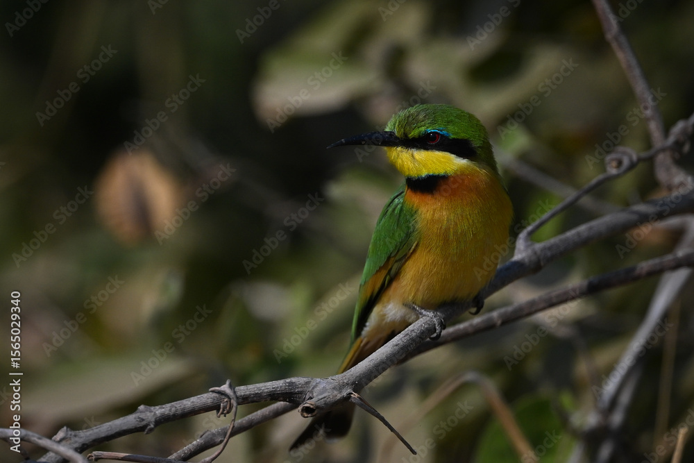 Naklejka premium Little bee-eater turning head on leafy branch