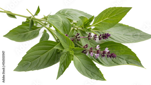 Bai Horapa (Thai Basil), isolated transparent background