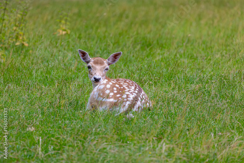 Fototapeta Naklejka Na Ścianę i Meble -  Portrait of young deer in its habitat with brown fur, white spots sitting on green grass meadow, Fallow deer is the common name for species of deer in the genus Dama of subfamily Cervinae.