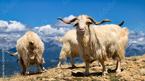 Photography goat in the mountains