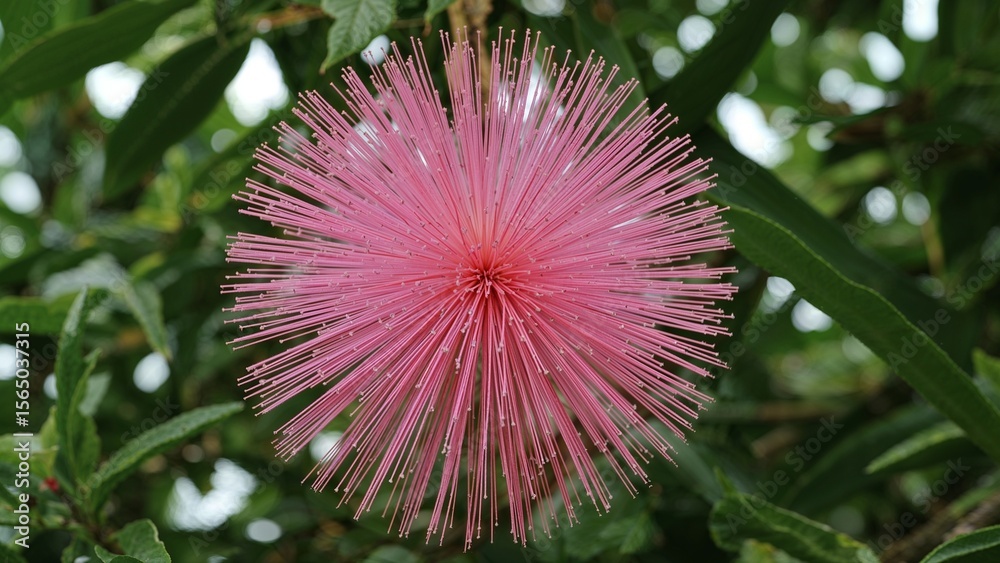 Obraz premium Vibrant pink blossoms of the shaving brush tree