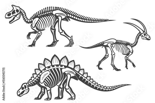 Dinosaur Skeletons Illustration