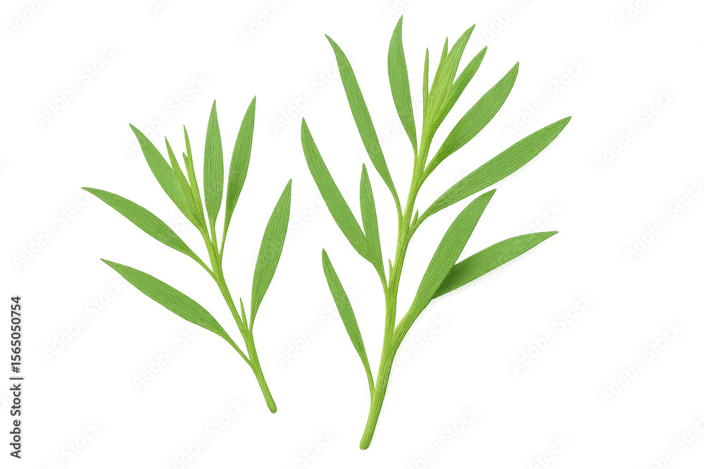 Fototapeta premium Vibrant green tarragon sprigs with fresh leaves, positioned against transparent backdrop, ideal for culinary imagery and graphic design