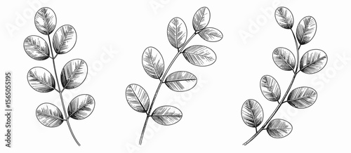 Botanical branch illustrations: plant drawing, botanical art, natural leaf, flora line art