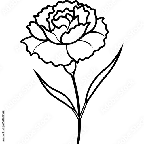 a carnation