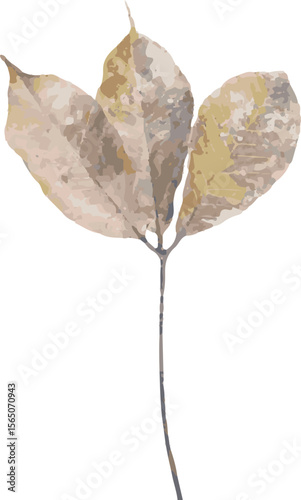 dried leaf, autumn foliage, natural texture, botanical element, vintage leaf, isolated dry leaf, nature clipart, fall season, leaf silhouette