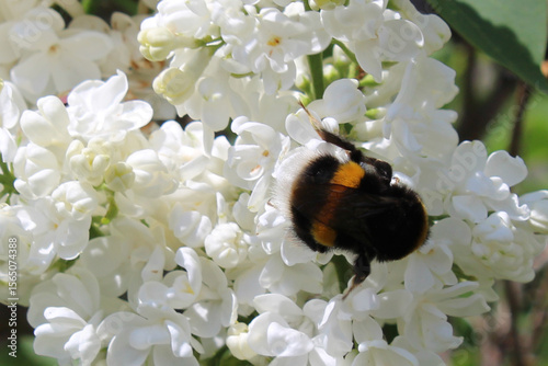 Bumblebee on white lilac