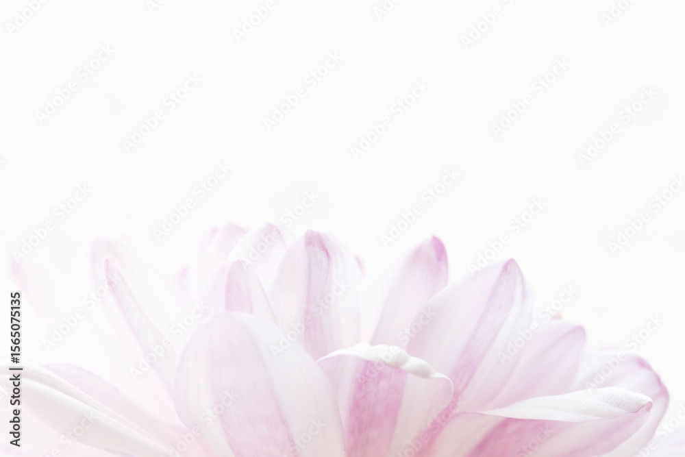 Fototapeta premium スプレーマムのピンクの花を白背景でマクロ撮影20