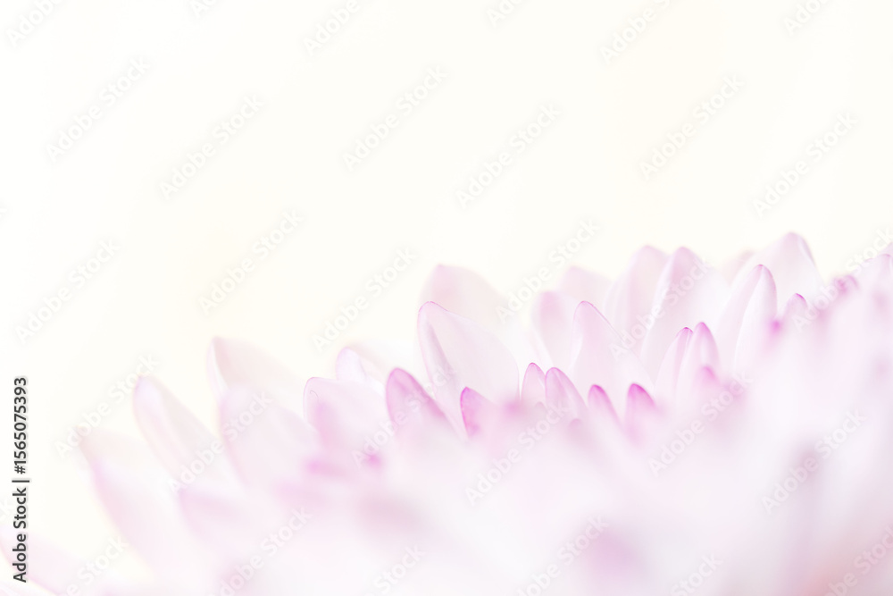 Fototapeta premium スプレーマムのピンクの花を白背景でマクロ撮影04