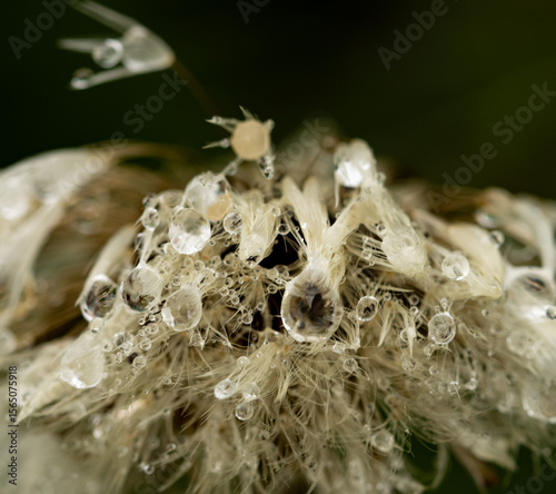 A flower with water droplets on it