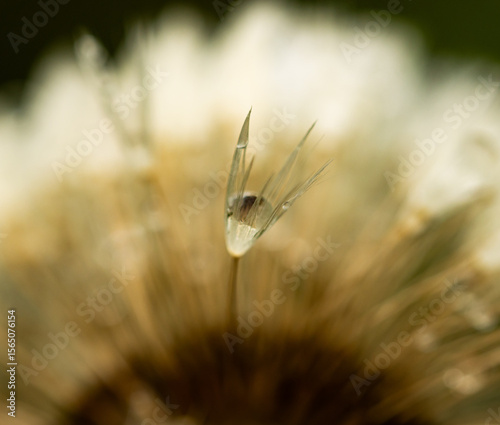 A flower with a drop of water on it