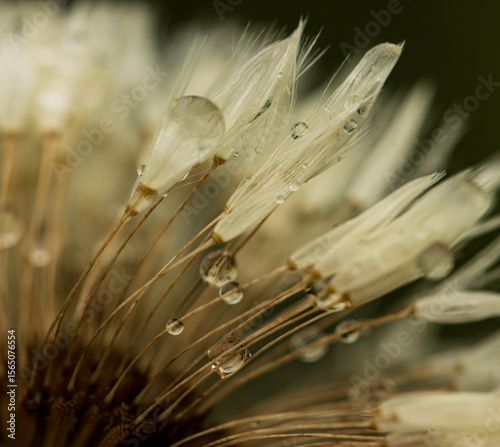 A bunch of flowers with water droplets on them