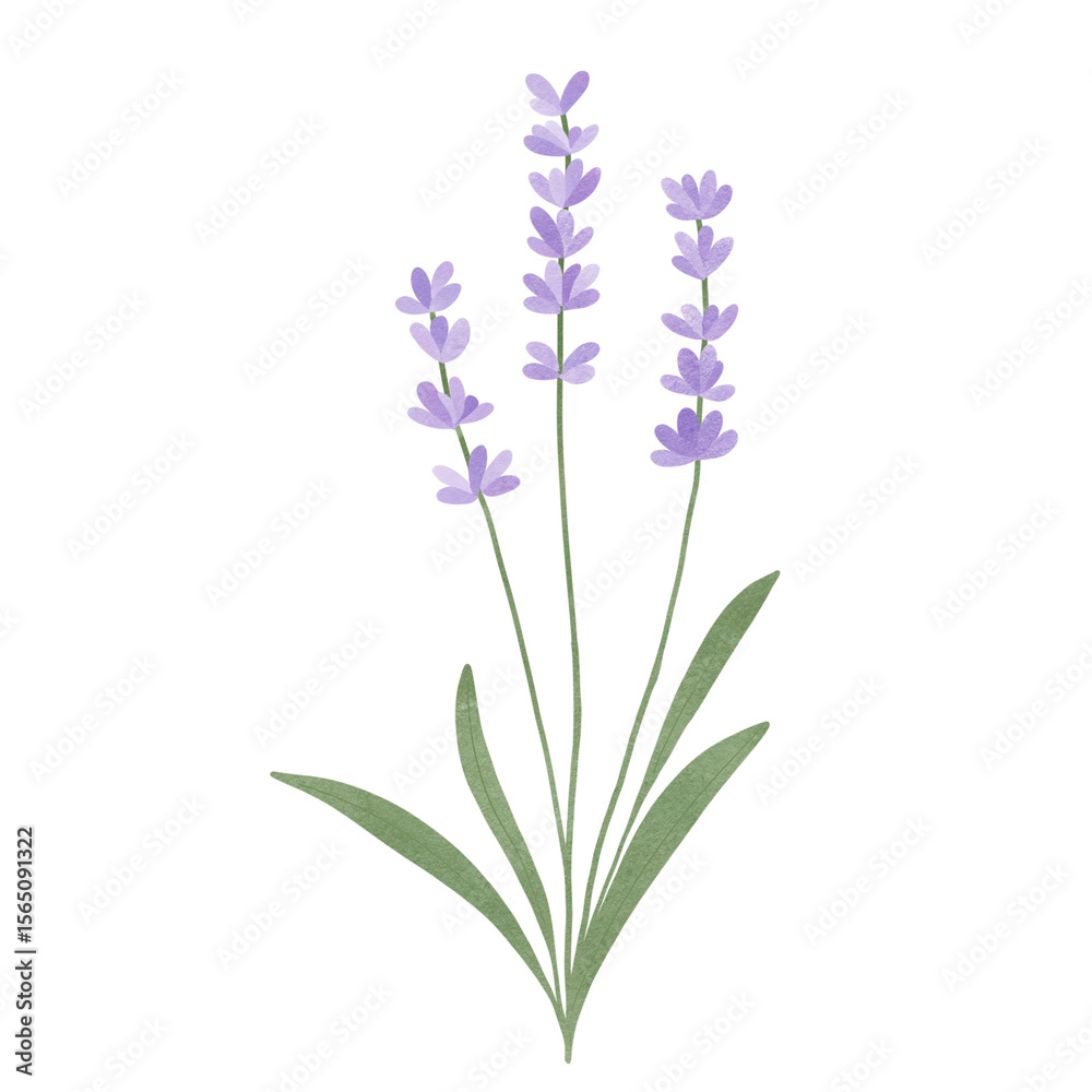 Naklejka premium lavender flowers isolated on white background