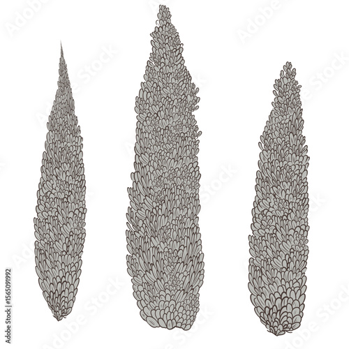 Set of cypress trees drawn in vector isolated on white background. Vector illustration