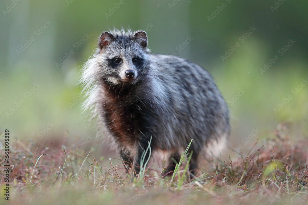 Naklejka premium Jenot (Nyctereutes) raccoon dog