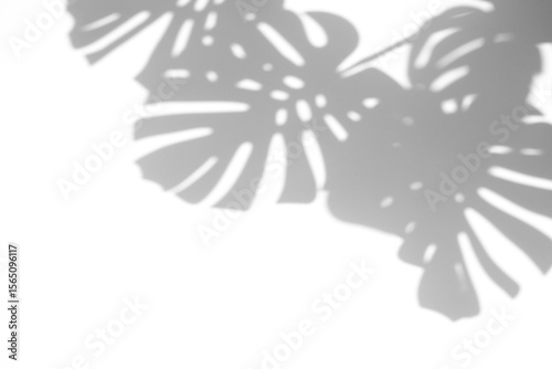 shadow overlay effects of realistic monstera leaf shadow isolated on transparent background,shadow for photo presentation interior backdrop mockup,Summer sunlight and shadow