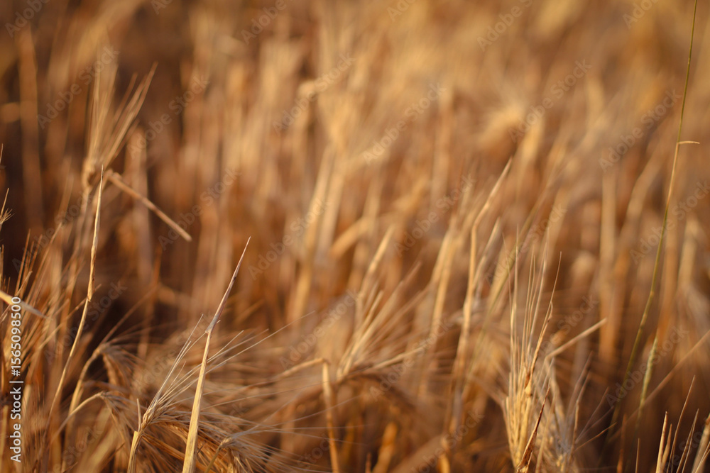 Fototapeta premium dried flowers in sunset light, wheat field, rye field