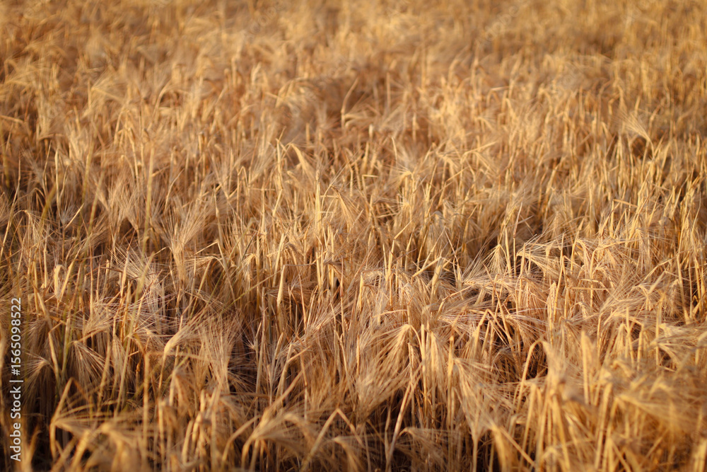 Fototapeta premium dried flowers in sunset light, wheat field, rye field