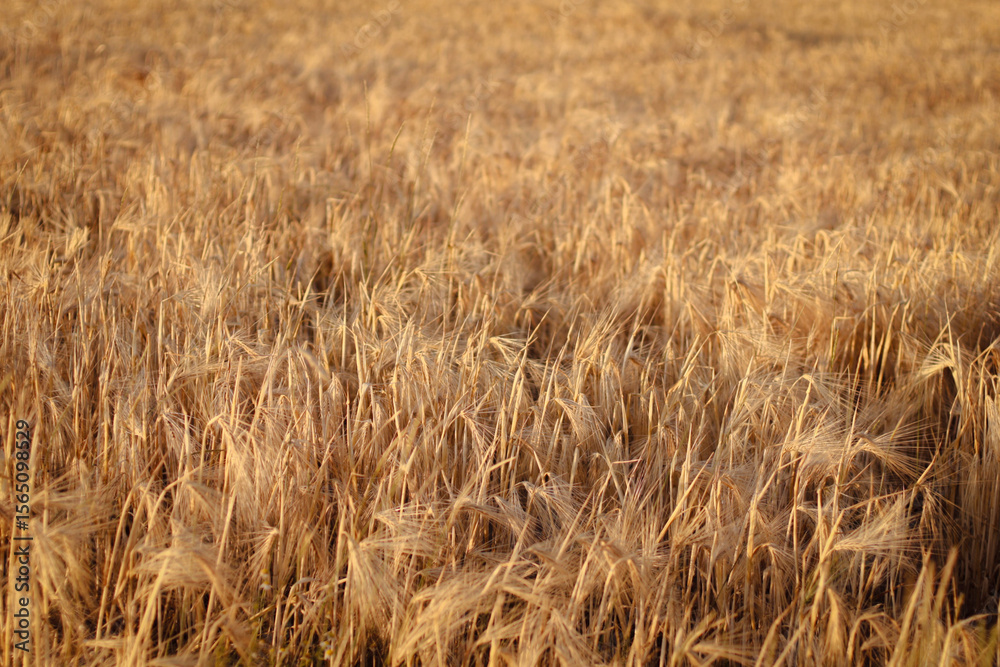 Fototapeta premium dried flowers in sunset light, wheat field, rye field