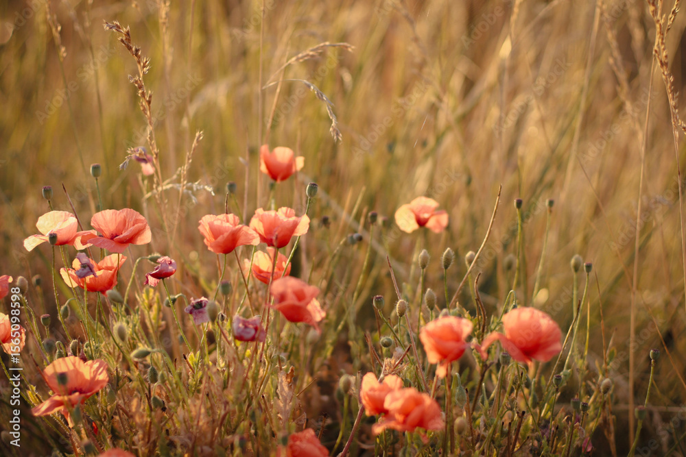 Fototapeta premium dried flowers in sunset light, wheat field, rye field