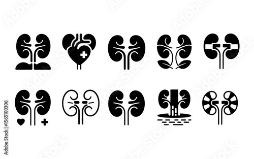 A detailed anatomical illustration of a human kidney in a clean minimalist silhouette style showcasing its intricate internal structure and outer shape