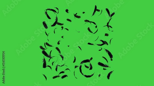Black feathers floating and drifting slowly in the air with a transparent background. Elegant soft feather motion ideal for overlay, visual effects, dreamy scenes, or atmospheric video backgrounds