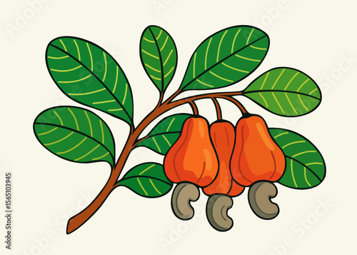 Cashew nuts on branch with leaves. Vector isolated illustration
