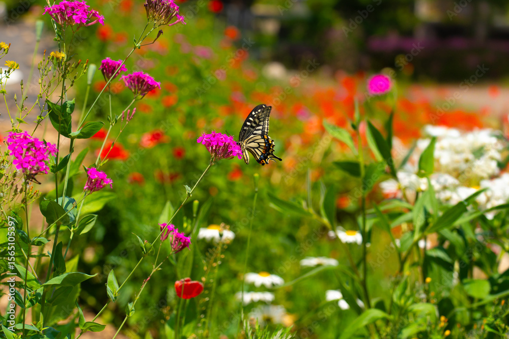 Obraz premium A butterfly sits on a wild flower. Butterflies sit on flowers, drink nectar.
