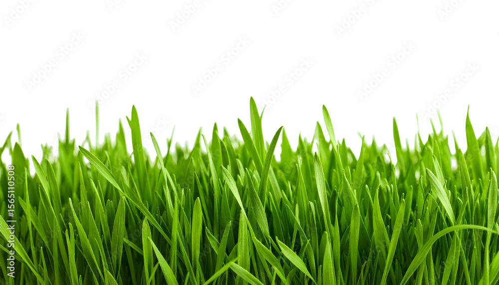 Fototapeta premium Lush green grass blades with vibrant natural colors. Transparent background