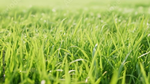 Fresh green grass close-up under daylight breeze, creating a peaceful and natural atmosphere suitable for nature, wellness, and eco-friendly content.