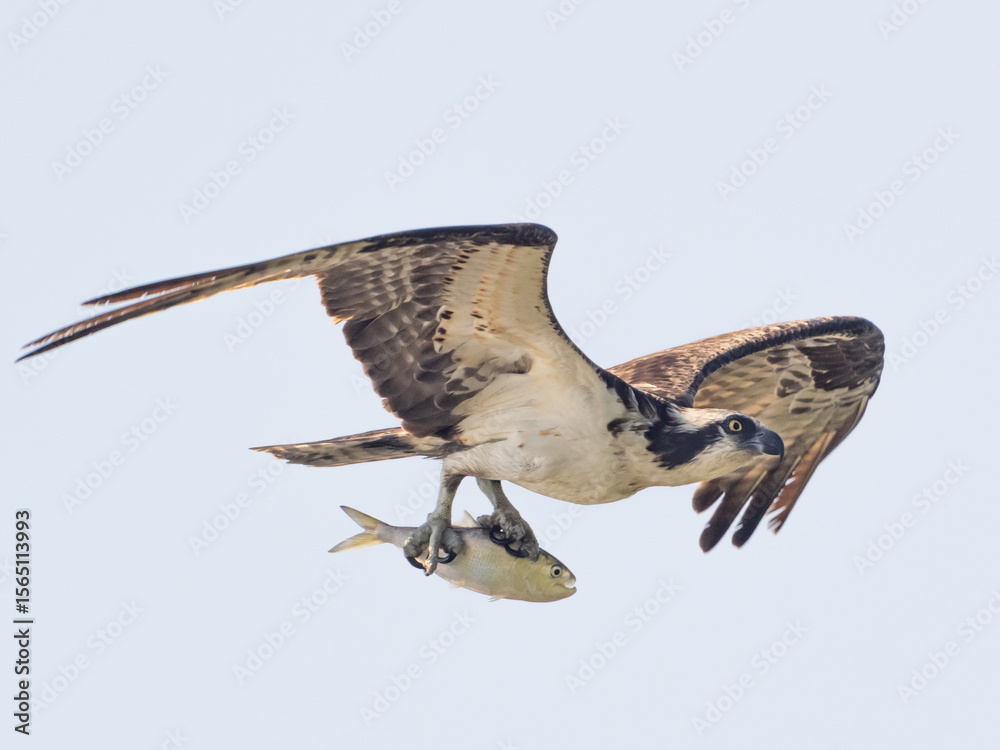 image to crop