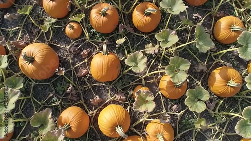 Overhead shot of pumpkins growing with vines and green and brown leaves on dark soil