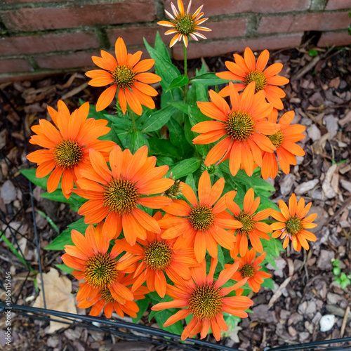 brightly colored Mexican marigolds