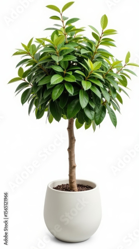 Indoor plant with lush green leaves in modern white pot, adding touch of nature to home decor