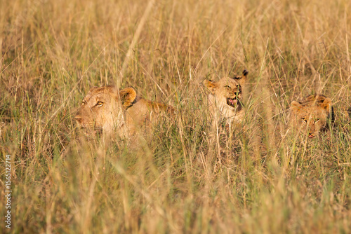 Lioness with two cubs in the long grass