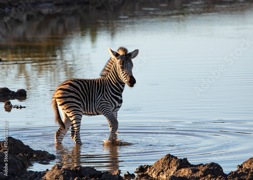 Baby zebra in the water