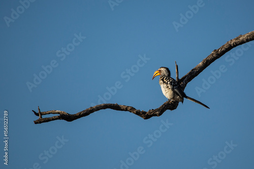 Mr Banana Beak, Southern yellow-billed hornbill perched on a branch