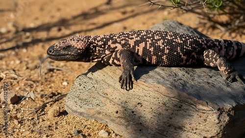Gila Monster Lizard Basking on Rock Under Harsh Desert Sunlight