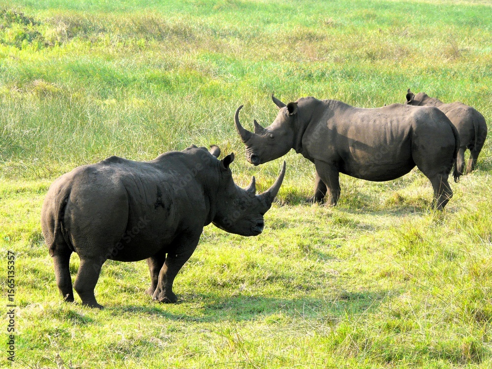 Fototapeta premium white rhino in the wild